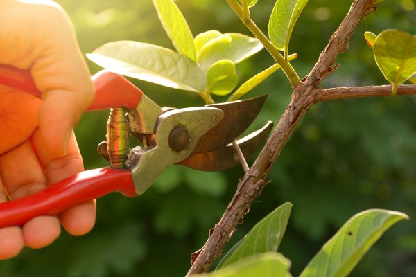Tree And Shrub Maintenance