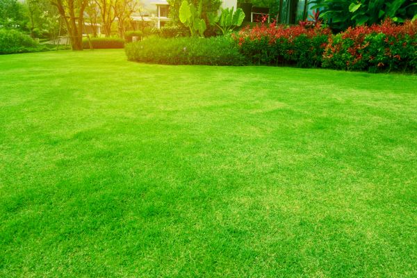Grass Maintenance