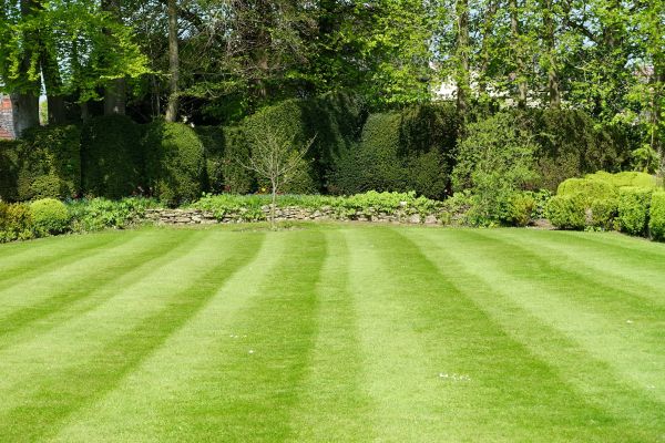 Grass Care Service in Tyler