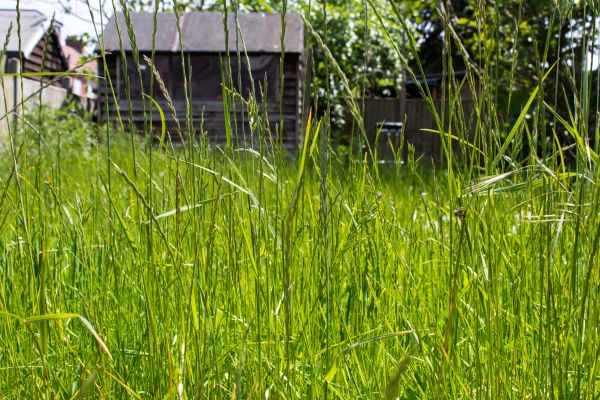 Overgrown Lawn Trimming