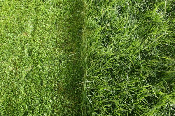 Excessive Grass Mowing