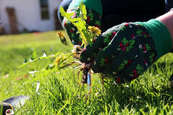Weed Clearing