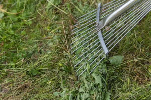 Thatch Raking Service