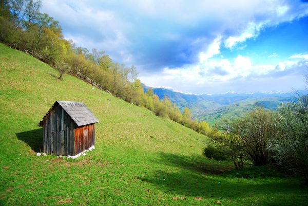 Hillside Restoration